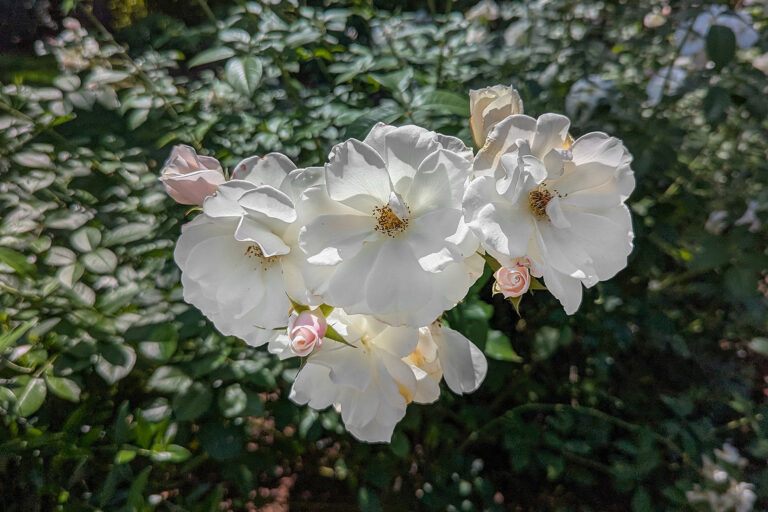Roses-(1)-1800x1200